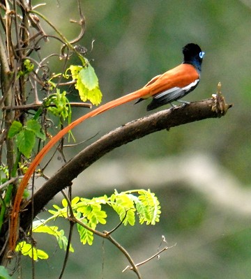Pretty African paradise-flycatcher