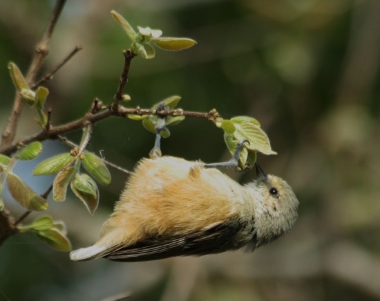 African penduline tit