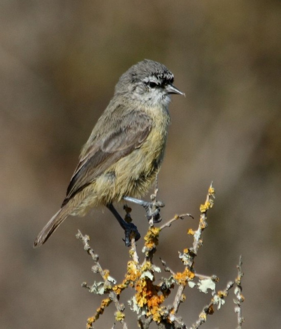 Pretty African penduline tit