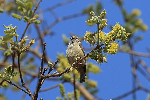Pretty African penduline tit
