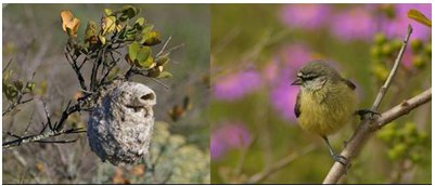 Pretty African penduline tit