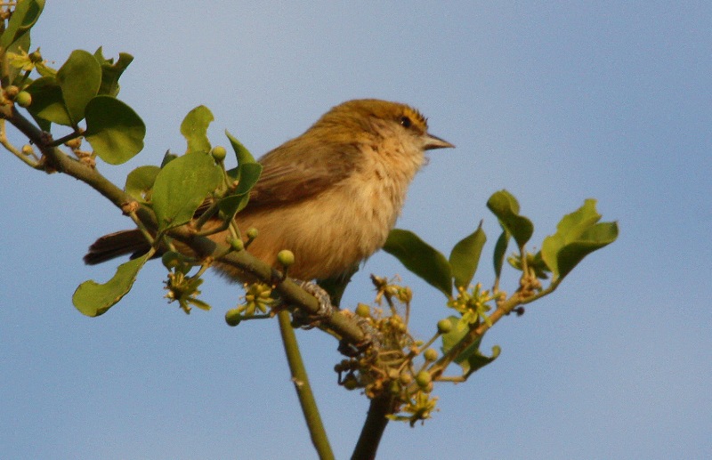 Pretty African penduline tit