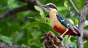 African pitta