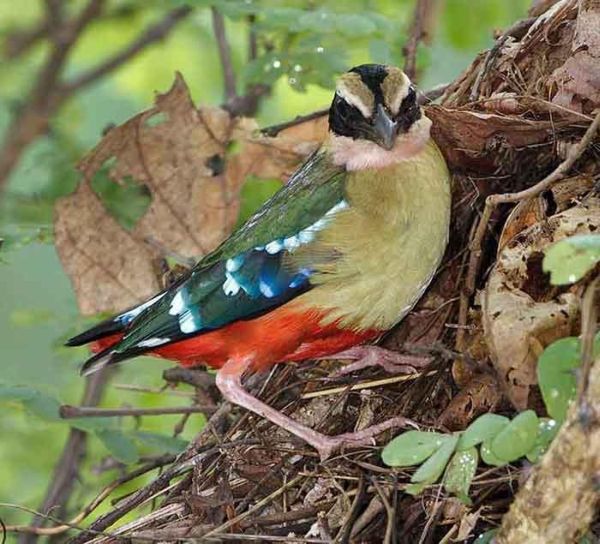 Pretty African pitta