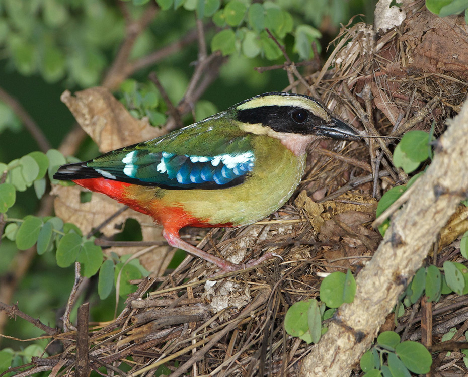 Pretty African pitta