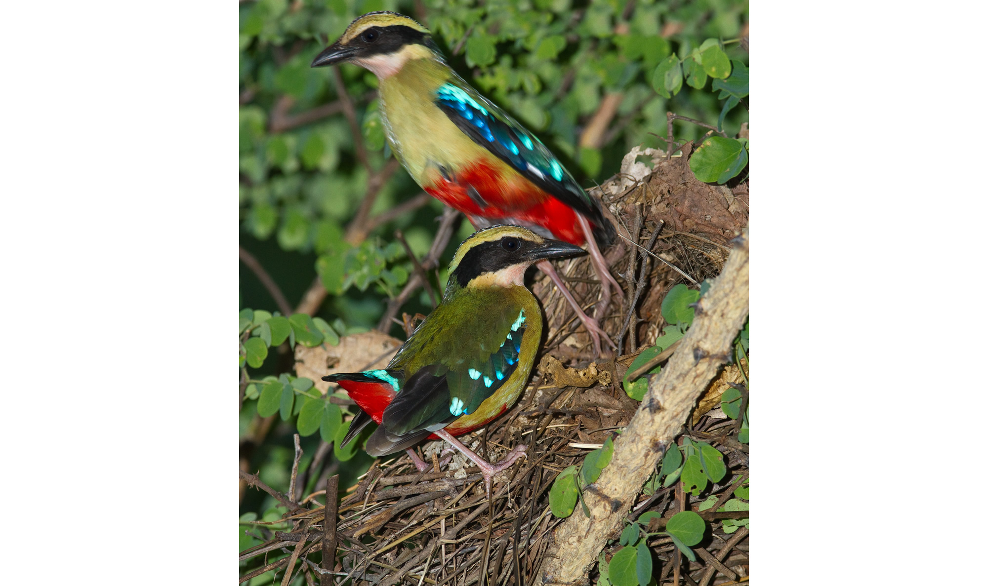 Pretty African pitta