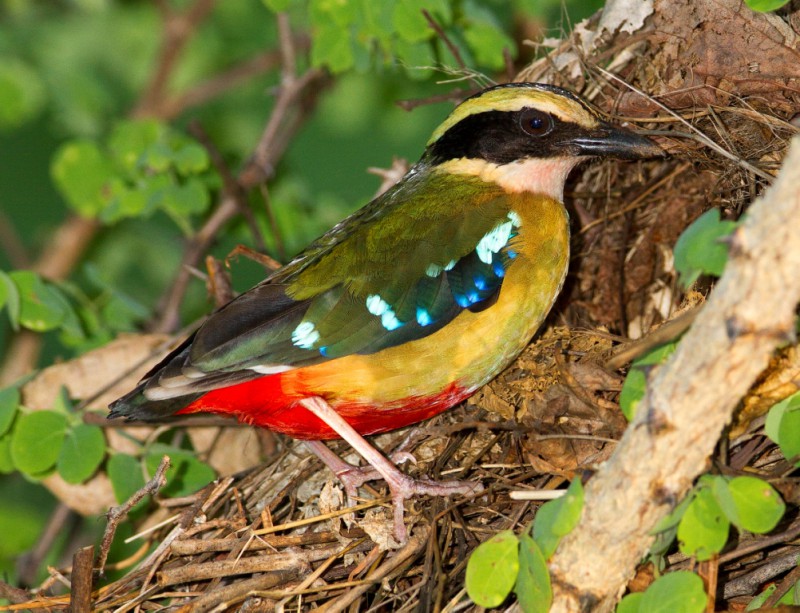 Pretty African pitta