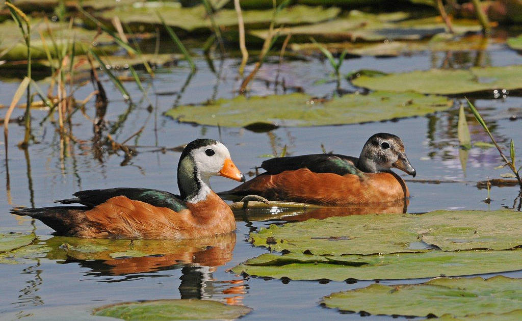 African pygmy goose