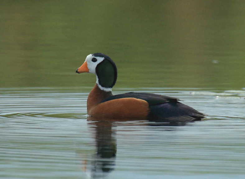 Pretty African pygmy goose