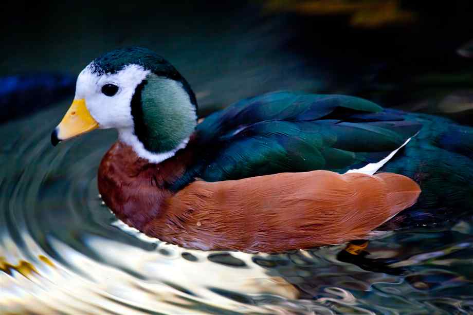 Pretty African pygmy goose