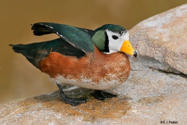 Pretty African pygmy goose