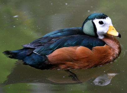 Pretty African pygmy goose