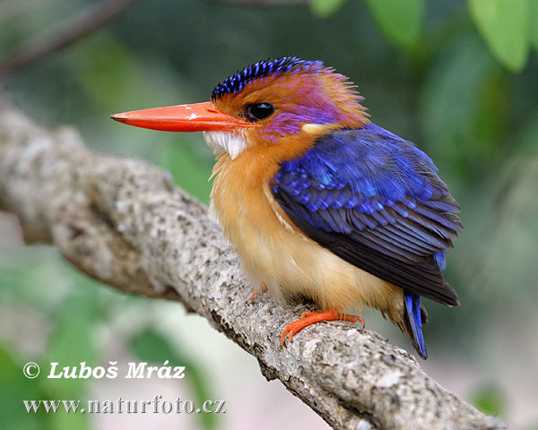 Pretty African pygmy-kingfisher