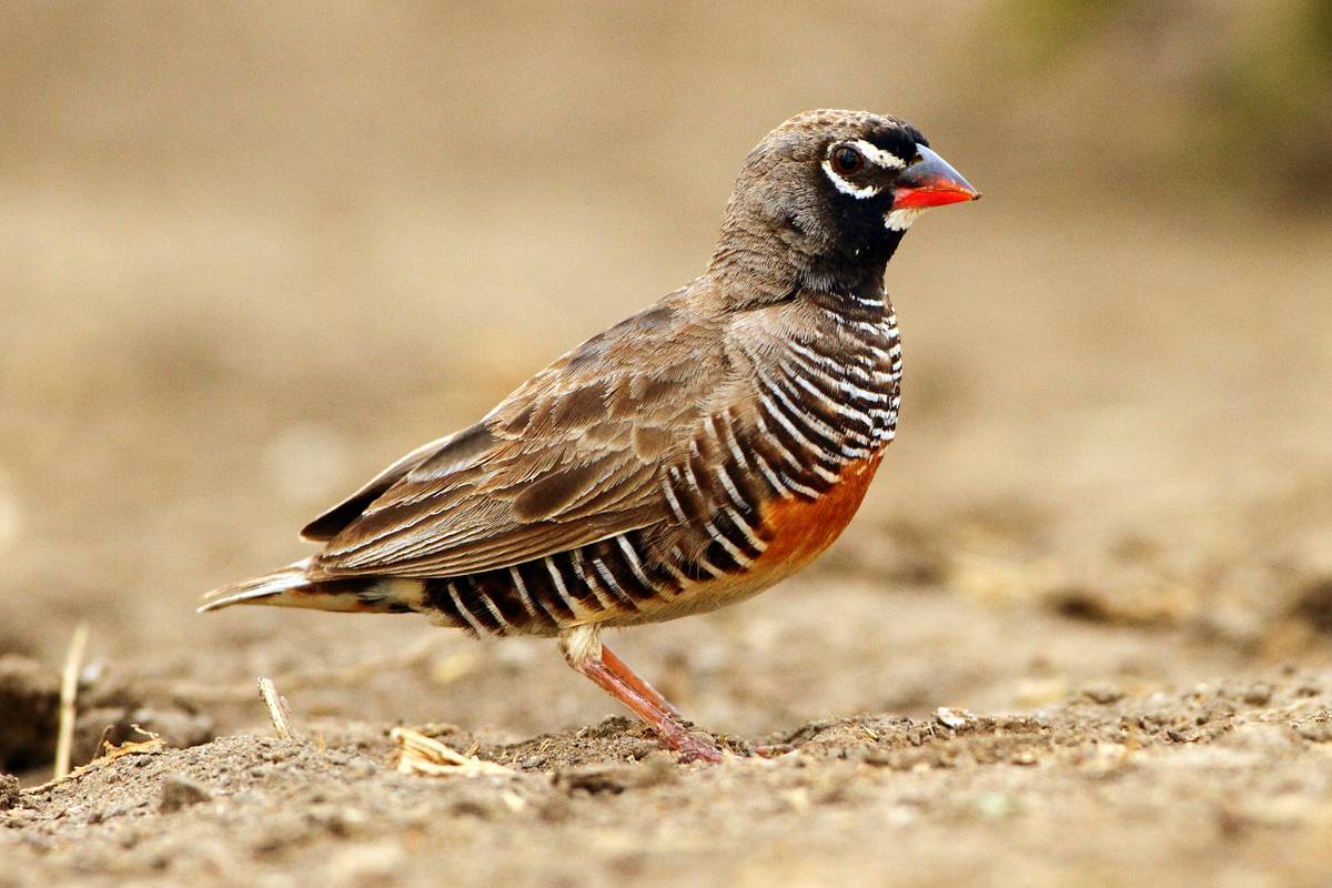 Pretty African quailfinch