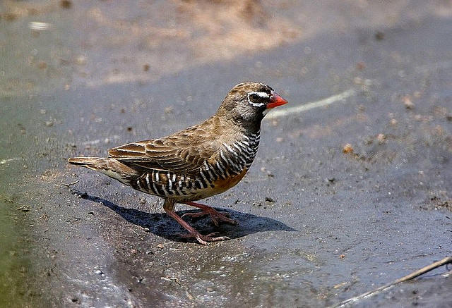 Pretty African quailfinch