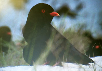 African river-martin