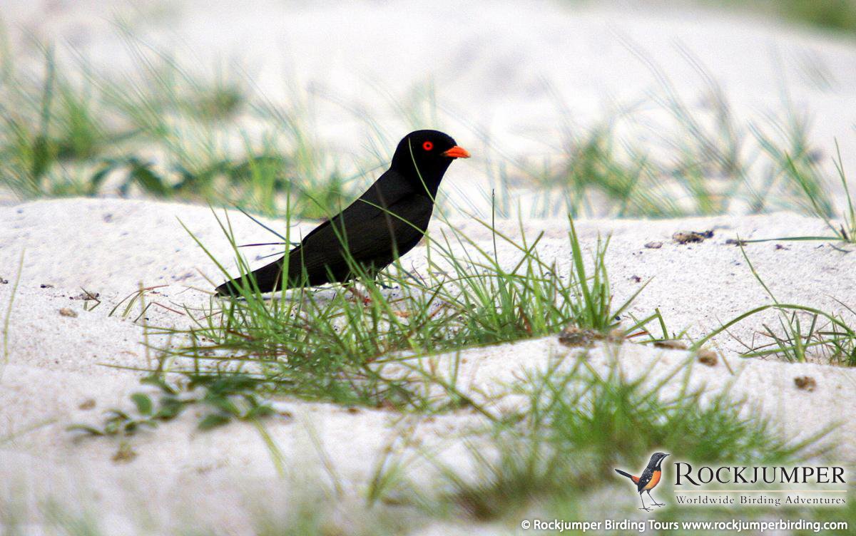 Pretty African river-martin
