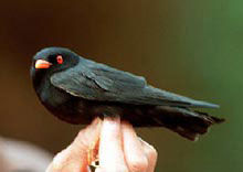 Pretty African river-martin