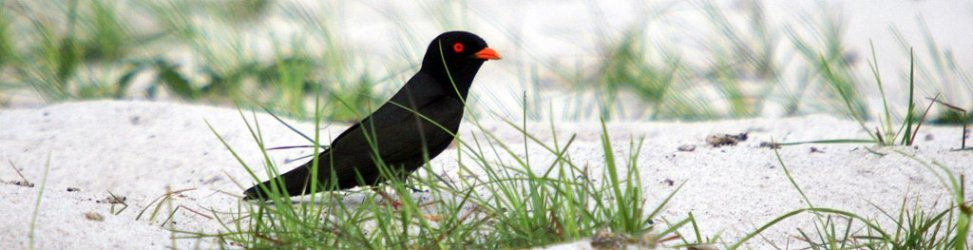 Pretty African river-martin