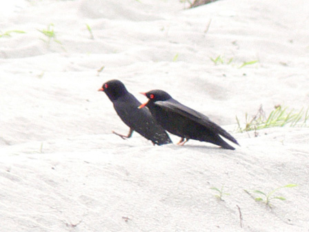 Pretty African river-martin