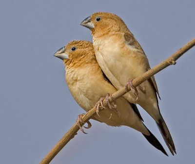 African silverbill