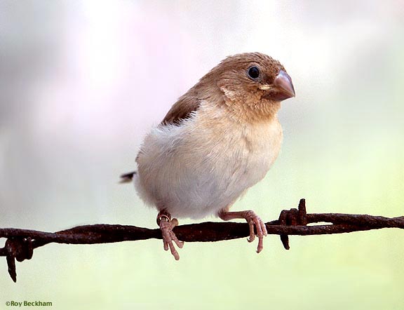 Pretty African silverbill