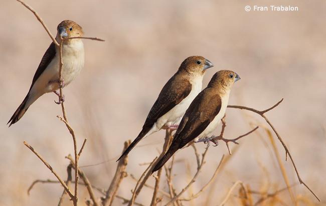 Pretty African silverbill