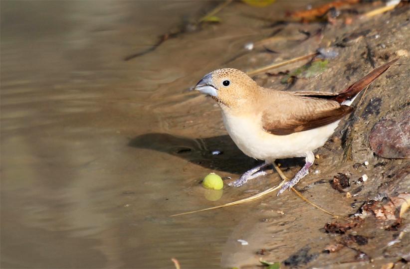 Pretty African silverbill