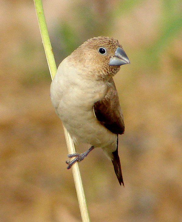 Pretty African silverbill