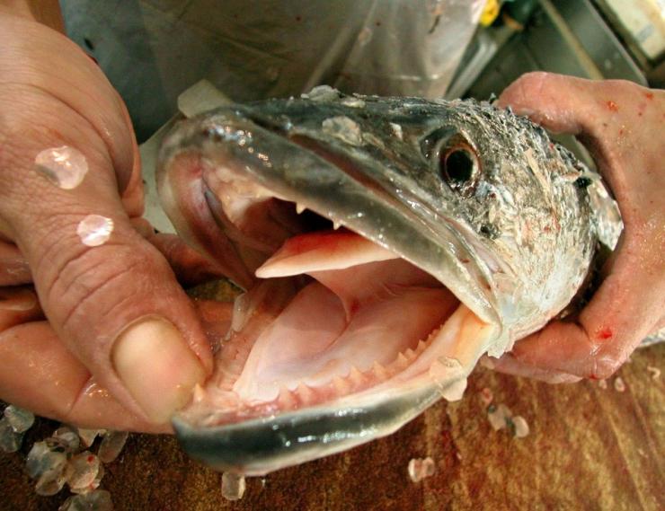 African snakehead
