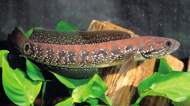 Cute African snakehead