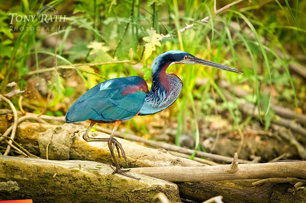 Agami heron