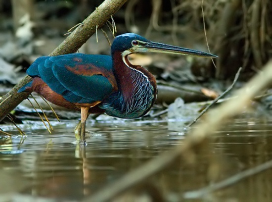 Pretty Agami heron