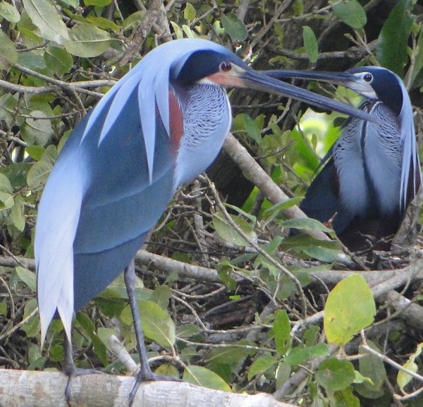 Pretty Agami heron