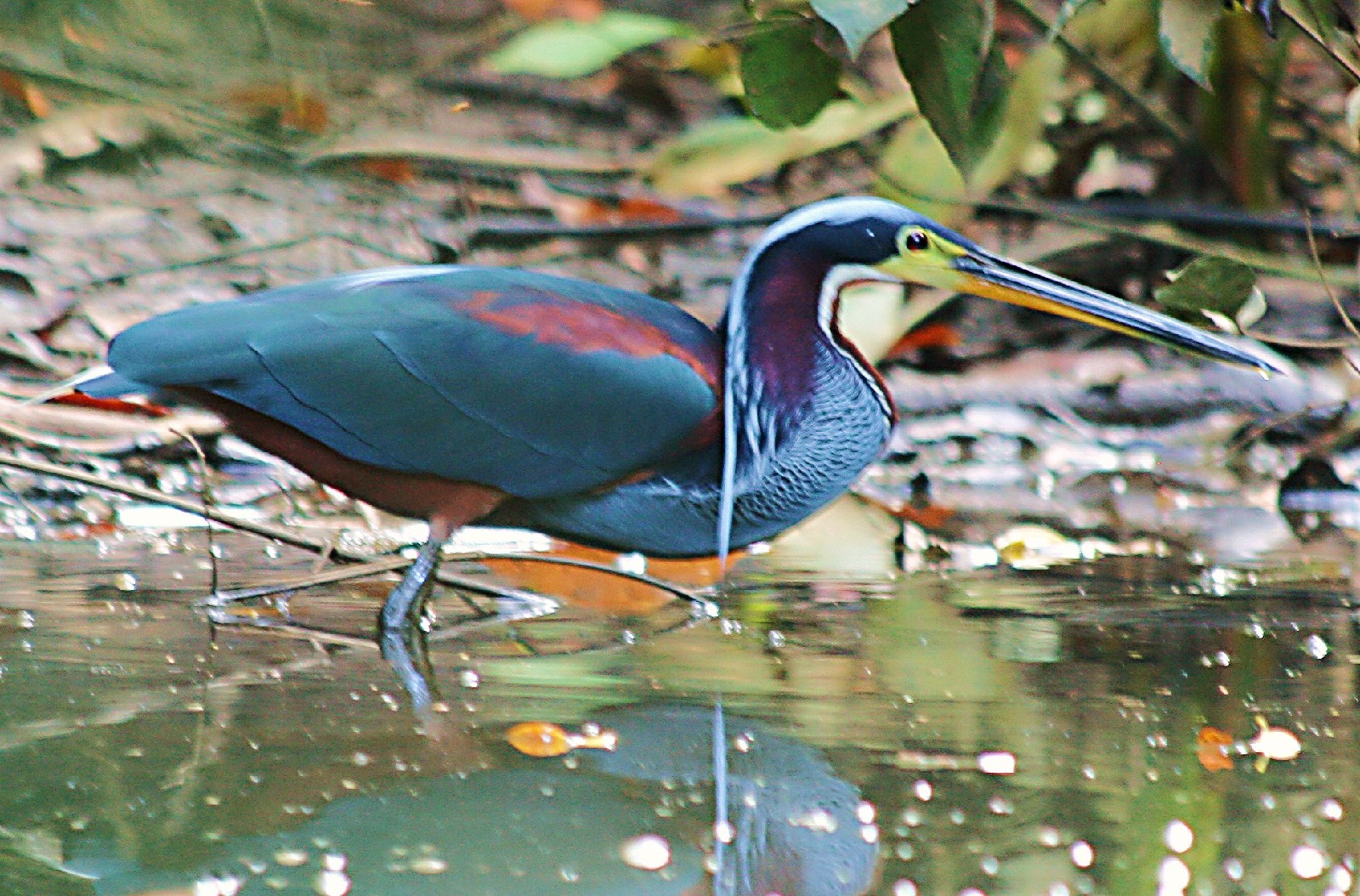 Pretty Agami heron