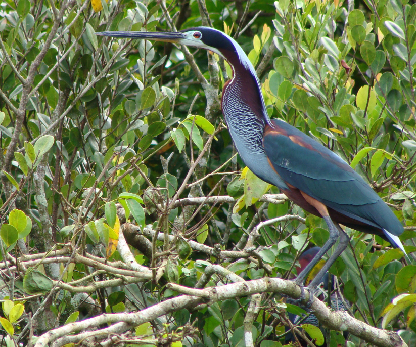 Pretty Agami heron