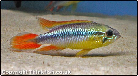 Agassiz’s dwarf cichlid