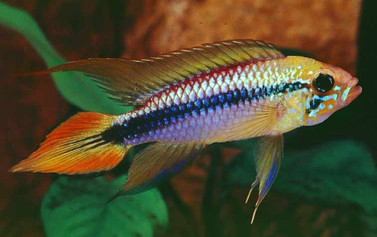 Pretty Agassiz’s dwarf cichlid