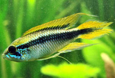 Pretty Agassiz’s dwarf cichlid