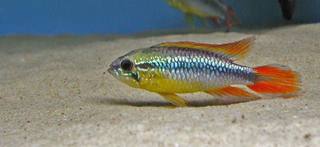 Pretty Agassiz’s dwarf cichlid