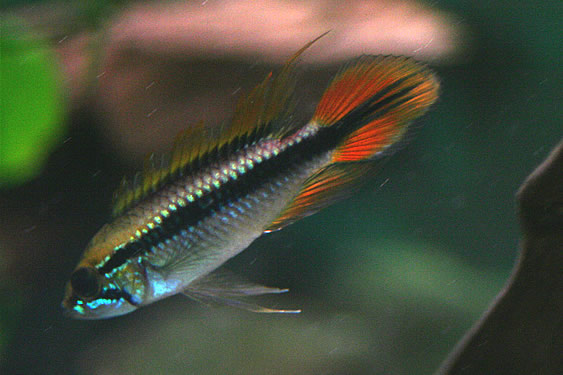 Pretty Agassiz’s dwarf cichlid