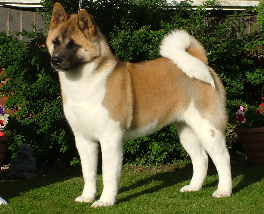 Wallpaper Akita - Dog Breed
