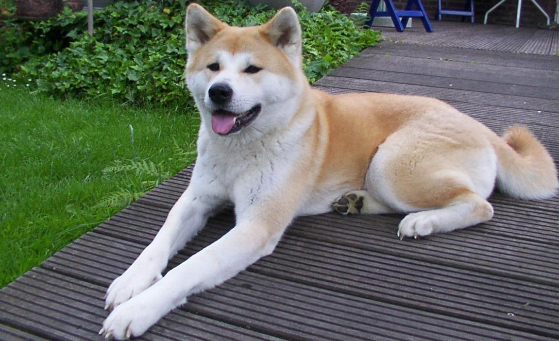 Photo Akita - Dog Breed
