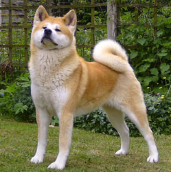 Akita - Dog Breed wallpaper