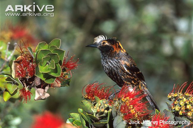 Pretty Akohekohe