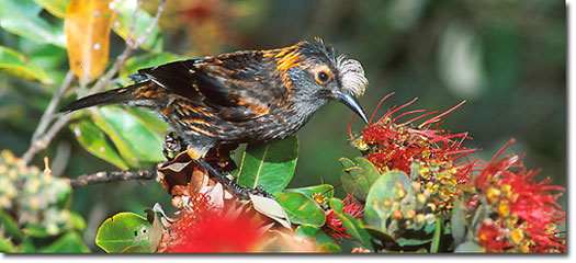 Pretty Akohekohe