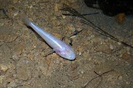 Pretty Alabama cavefish
