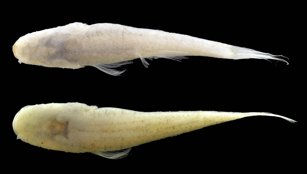 Pretty Alabama cavefish