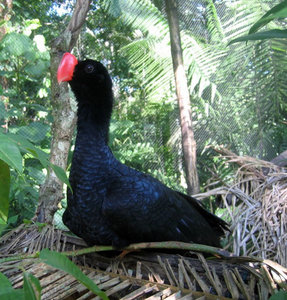Alagoas curassow
