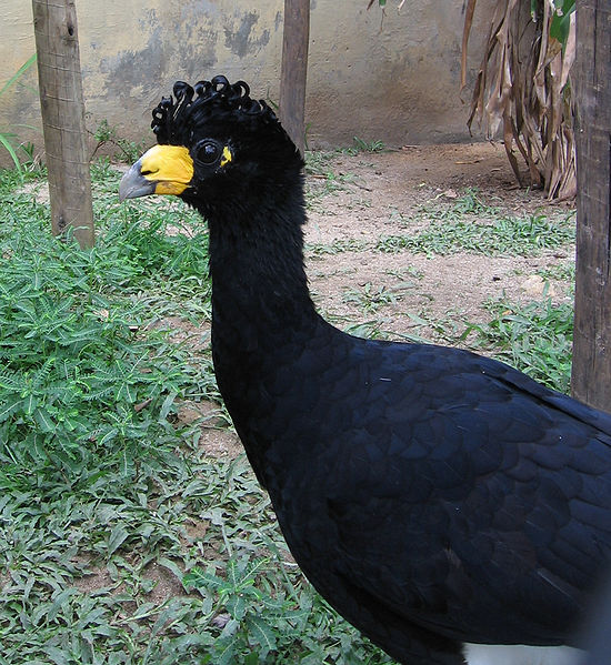 Pretty Alagoas curassow